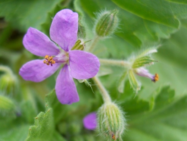 Erodium malacoides